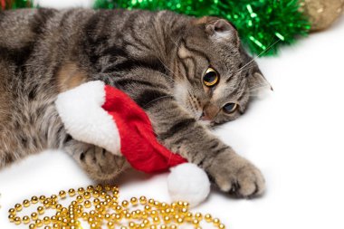 Noel Baba şapkalı çizgili bir kedi beyaz arka planda Noel oyuncakları ve süslemelerle yatar..