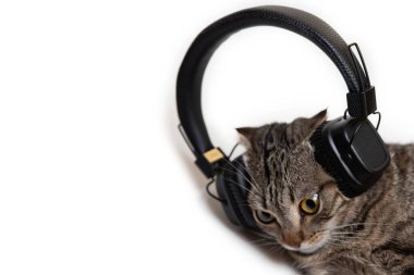 Beyaz arka planda siyah kulaklıklı çizgili safkan kedi.