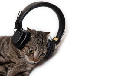 Beyaz arka planda siyah kulaklıklı çizgili safkan kedi.