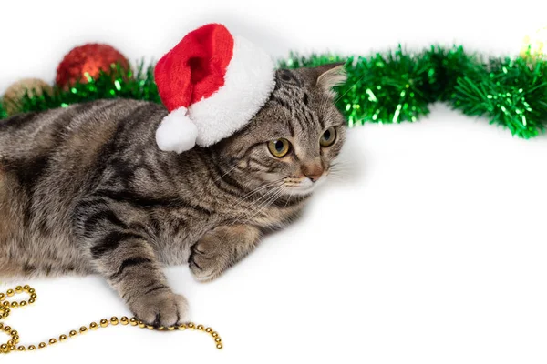 Noel Baba şapkalı çizgili bir kedi beyaz arka planda Noel oyuncakları ve süslemelerle yatar.. — Stok fotoğraf