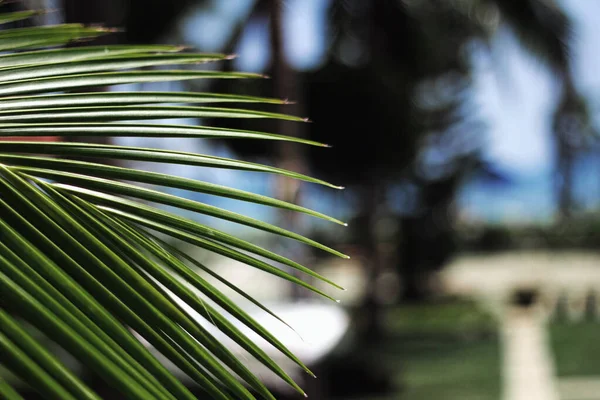Copy Space Blur Green Palm Leaf Texture Background Экология Экология — стоковое фото