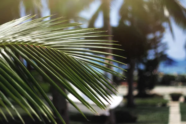 Espaço Cópia Árvore Folha Palmeira Verde Borrão Com Bokeh Sol — Fotografia de Stock