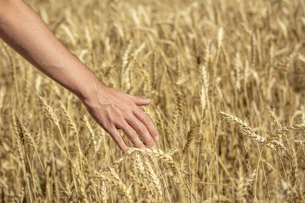 Пшеничное Поле Мужская Рука Касаются Золотых Колосьев Пшеницы Летний День — стоковое фото
