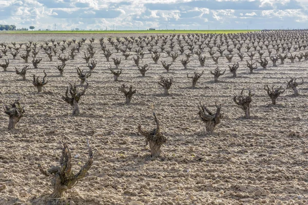 Viñas Uva Viñedo Región Vinícola Toro España Preparadas Para Llegada — Foto de Stock