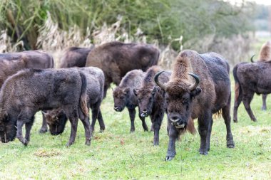 Topraklarda bilge, yaşlı ve büyük bir sürü