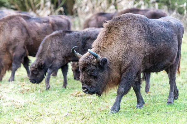 Wisents on the land in a herd of young and old and small — 스톡 사진