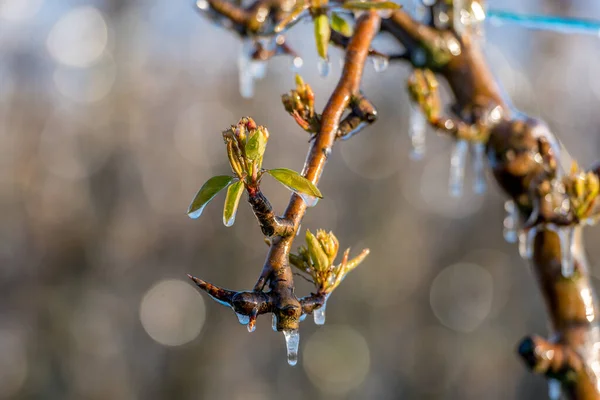 apple tree flowers are sprayed with water to prevent the blossom from freezing, an ice layer forms over the flower and icicles form