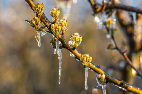 in order to protect the flowers from frost, they are sprayed with water so that the ice protects the leaves