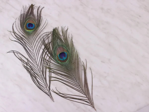 Clothing and home decoration. Peacock feathers on light marble background. Top view with copy space for text. — Stock Photo, Image