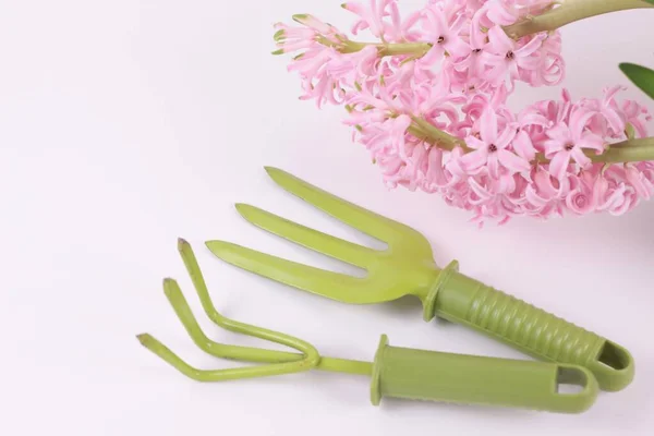 Güzel pembe sümbül ve bahçe aletleri, beyaza izole edilmiş.