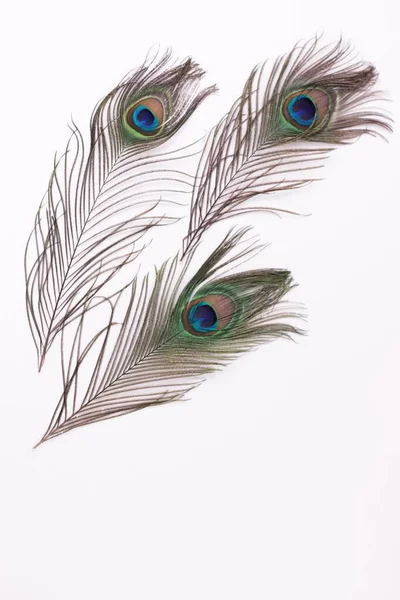 Clothing and home decoration. Beautiful peacock feathers on white background isolated. — Stock Photo, Image