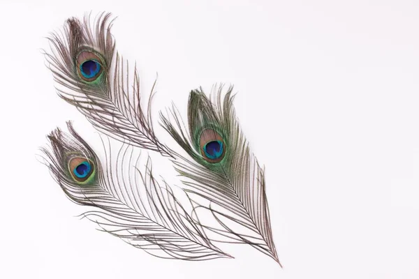 Clothing and home decoration. Beautiful peacock feathers on white background isolated horizontaly. — Stock Photo, Image