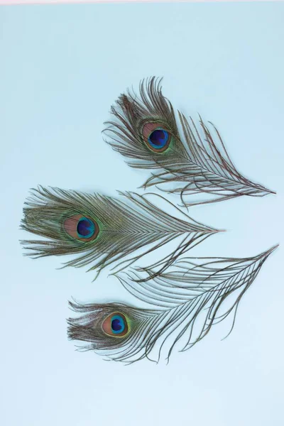 Clothing and home decoration. Beautiful peacock feathers on light blue background. — Stock Photo, Image