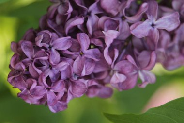 Leylak çiçekleri ilkbahar manzarası. Bahar leylağı çiçekleri kapanıyor. Leylak çiçek açar. Darden 'da nadir bulunan bir demet leylak..