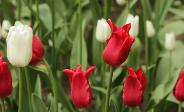 Schöne seltene sortenreine weiße und rote Tulpenblumen, die im Garten blühen. Erstaunliches Tulpenfeld im Frühlingspark. Fotografiert auf dem Fest.Selektive Fokus.Banner.Blumenmuster.Tulpenhintergrund — Stockfoto