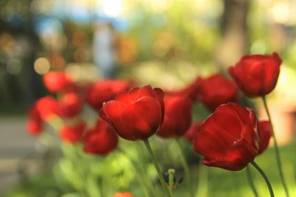 Frische rote Tulpen blühen im Garten auswählen Fokus flache Feldtiefe. Schöne sortenreine Tulpenblume im sonnigen Wetterhintergrund.Erstaunliches Tulpenfeld im Frühling oder Sommer.Grußkarte — Stockfoto
