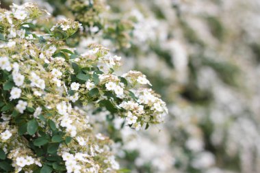 Bahar, bahar şehrinde bir yürüyüş, çiçeklenme zamanı, çiçek açan ağaçlar ve çalılar, ilkbaharın ilk çiçekleri,