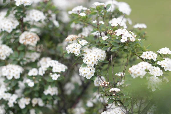 Primavera Passeio Pela Cidade Primavera Tempo Floração Árvores Floridas Arbustos — Fotografia de Stock