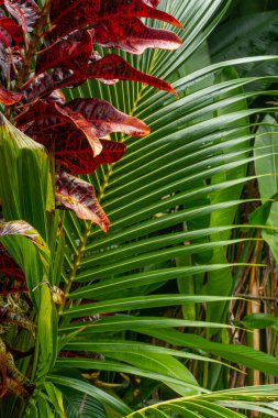 Doğal ortamda yetişen palmiye yaprakları ve kroton kırmızı ve turuncu yapraklar.