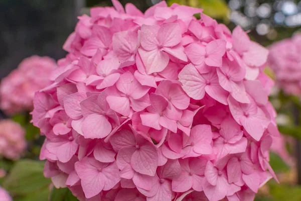 Macro view of beautiful pink hydrangea flower in brunches, popular in floristry cut flower — Stock Photo, Image