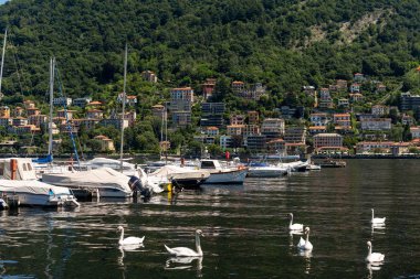 Güneşli bir günde, beyaz kuğular, yatlar ve arka planda evleri olan dağlarla Como Gölü.