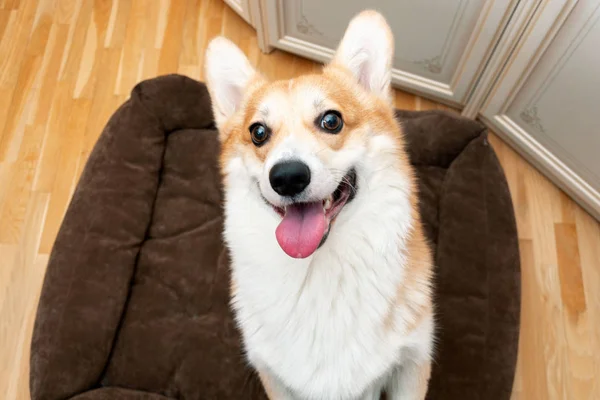 Corgi welsh Pembroke standing on two paws and faithfully looks at the owner — Stock Photo, Image