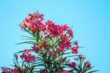 İzole edilmiş mavi arkaplanı olan bir bitkinin dalında bir demet zakkum çiçeği