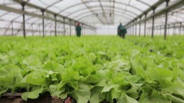 Çok ırklı bir grup insan bir barda oturan. 