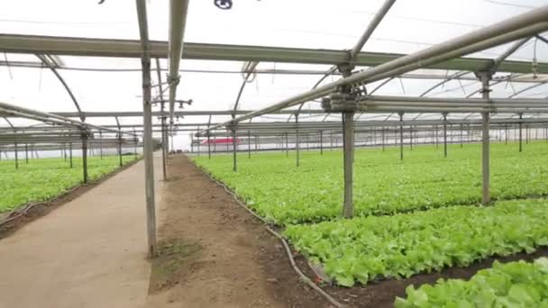 Lettuce in a Greenhouse — Stock Video