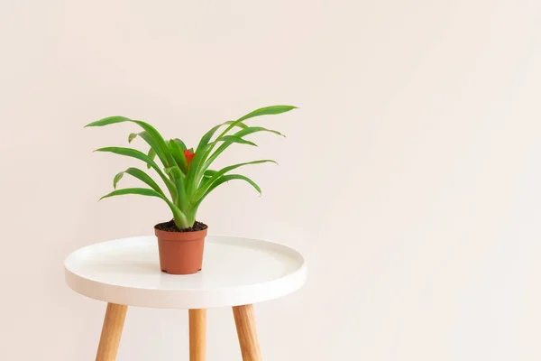 Fábrica de Guzmania com flor vermelha em um pote na mesa branca em fundo bege neutro. Imagem com espaço de cópia . — Fotografia de Stock