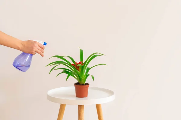 Woman spraying water on Guzmania plant in a pot on white table on neutral background, copy space. Plant care concept. — 스톡 사진