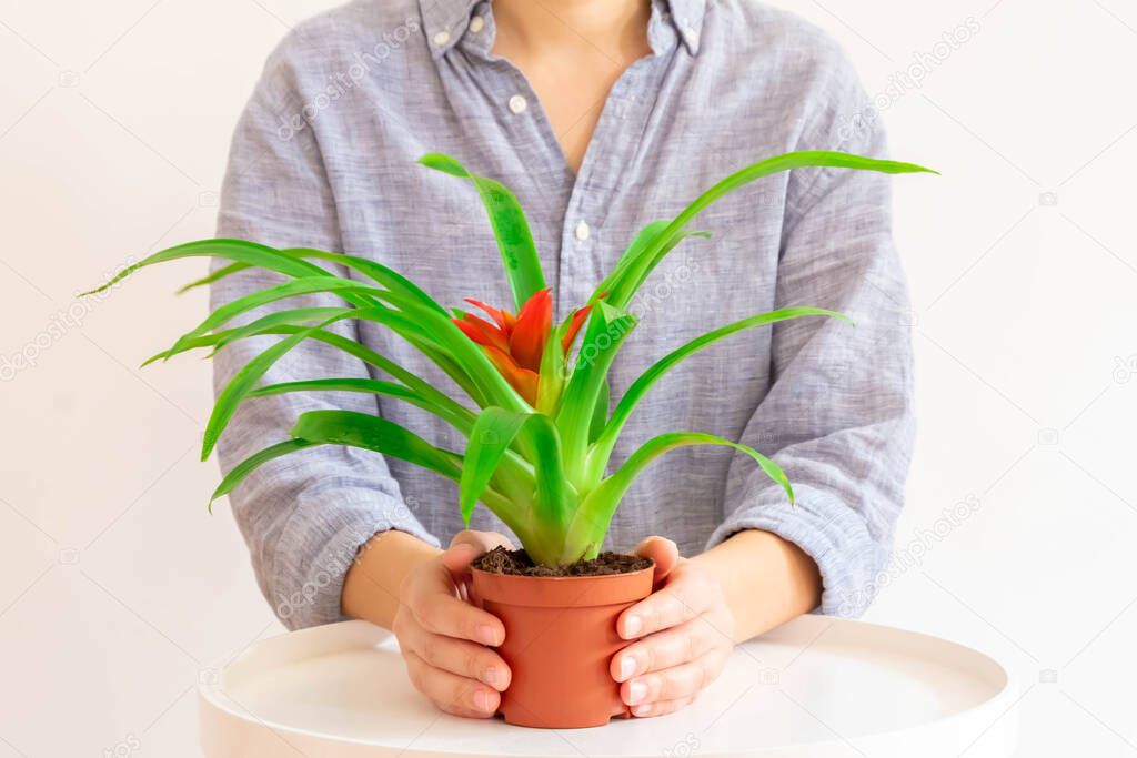 Young woman holding Guzmania plant with red flower on light neutral background.