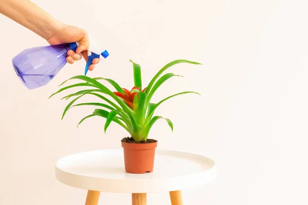 Jovem mulher pulverizando flor vermelha planta Guzmania na mesa de café branca no fundo bege claro — Fotografia de Stock