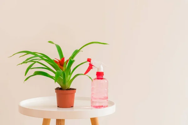 Conceito de cuidados com plantas. Guzmania planta com flor vermelha em um pote com frasco de spray na mesa branca em fundo neutro claro, espaço de cópia — Fotografia de Stock