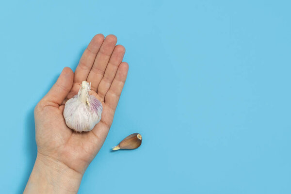 Top view of woman hand holding fresh garlic on blue background with copy space