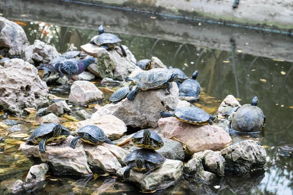 Пруд с черепахами в парке в Афинах, Греция — стоковое фото
