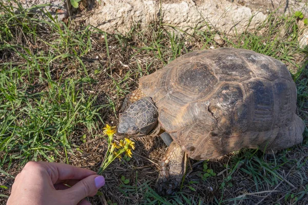 TBig turtle in Athens, Greece, eating yellow flowers. Feeding a — Stock Photo, Image