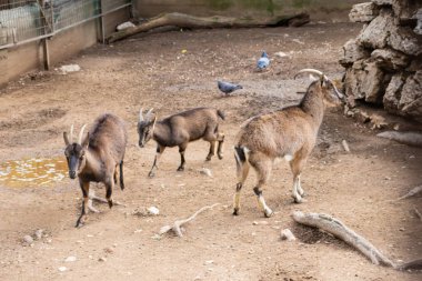 Atina 'nın Articifial Dağı' ndaki Dağ Keçilerine Bir Aile Görüşü