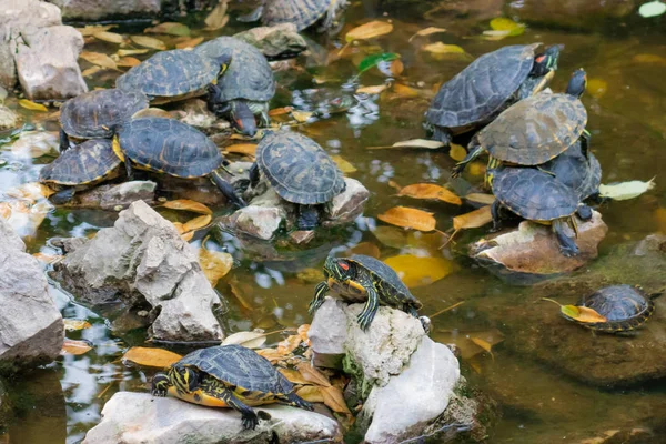 Schildpaddenvijver met veel schildpadden in het park in Athene Griekenland — Stockfoto