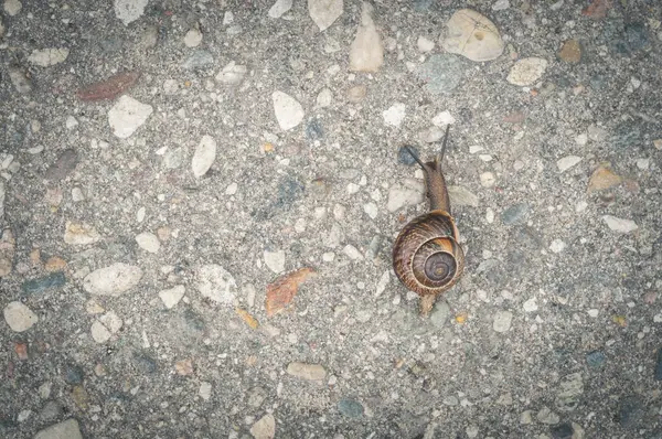 Small snail on old asphalt close up — Stock Photo, Image