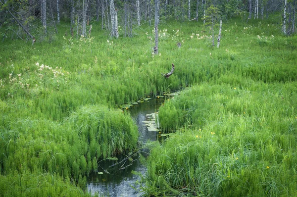 Pequeño río cubierto en el bosque en verano al atardecer — Foto de Stock