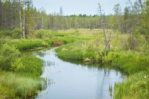 Overgrown little river in forest in summer at sunset — ストック写真