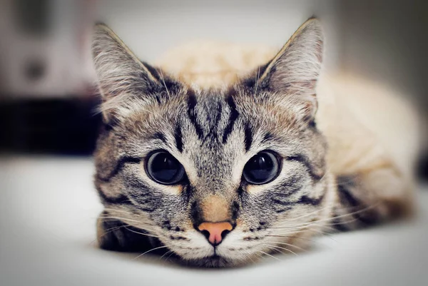 Una Mirada Del Gato Gris Serio Cierre Desenfoque —  Fotos de Stock