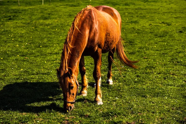 Pferd auf der grünen Wiese im Sommer, Grasland, Irland — Stockfoto