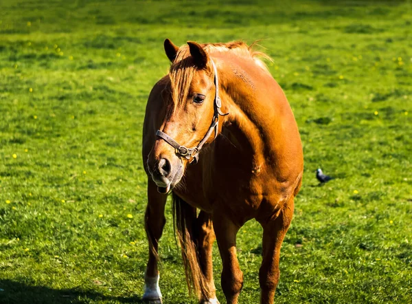 Caballo en prado verde en verano, prados, Irlanda — Foto de Stock