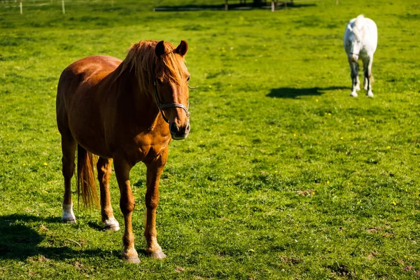 Dos caballos en el prado verde en verano, pastizales, Irlanda — Foto de Stock
