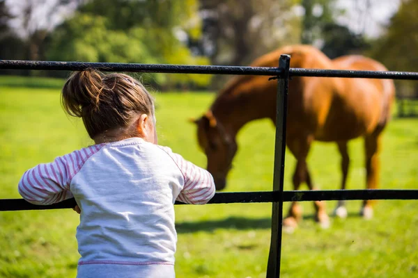 Chica joven mirando caballos en la granja, día de verano — Foto de Stock