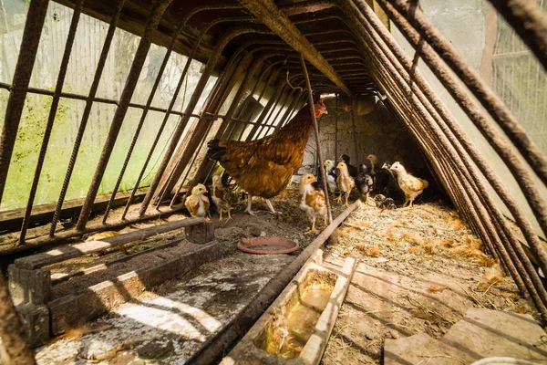 Hen and chicks feeding in small greenhouse — Stock Photo, Image