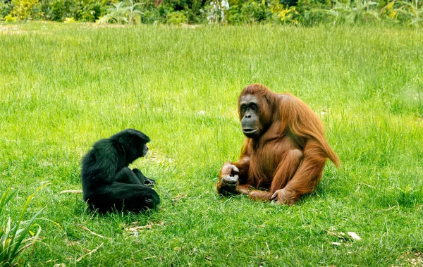Gli orango bornesi condividono l'habitat con Siamang Gibbons nello zoo di Dublino — Foto Stock