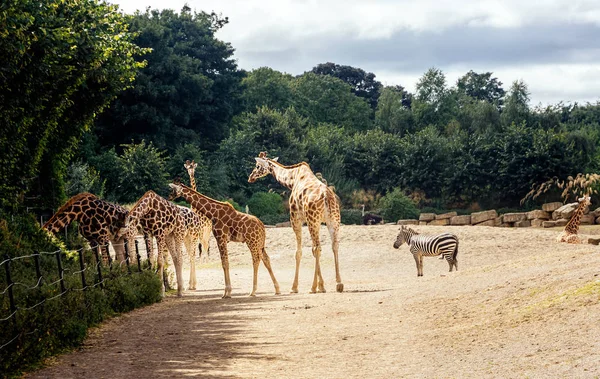 Group of giraffes and one zebra in their habitat in Dublin zoo — Stock Photo, Image